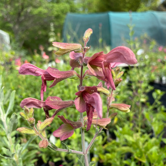 Salvia lanceolata