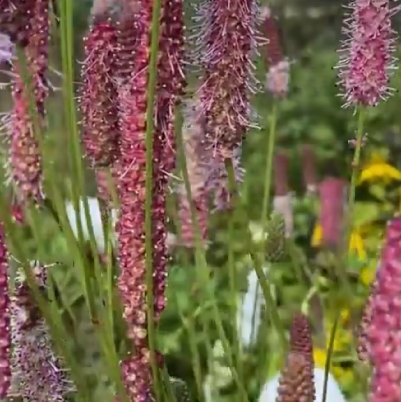 Sanguisorba 'Blackthorn'
