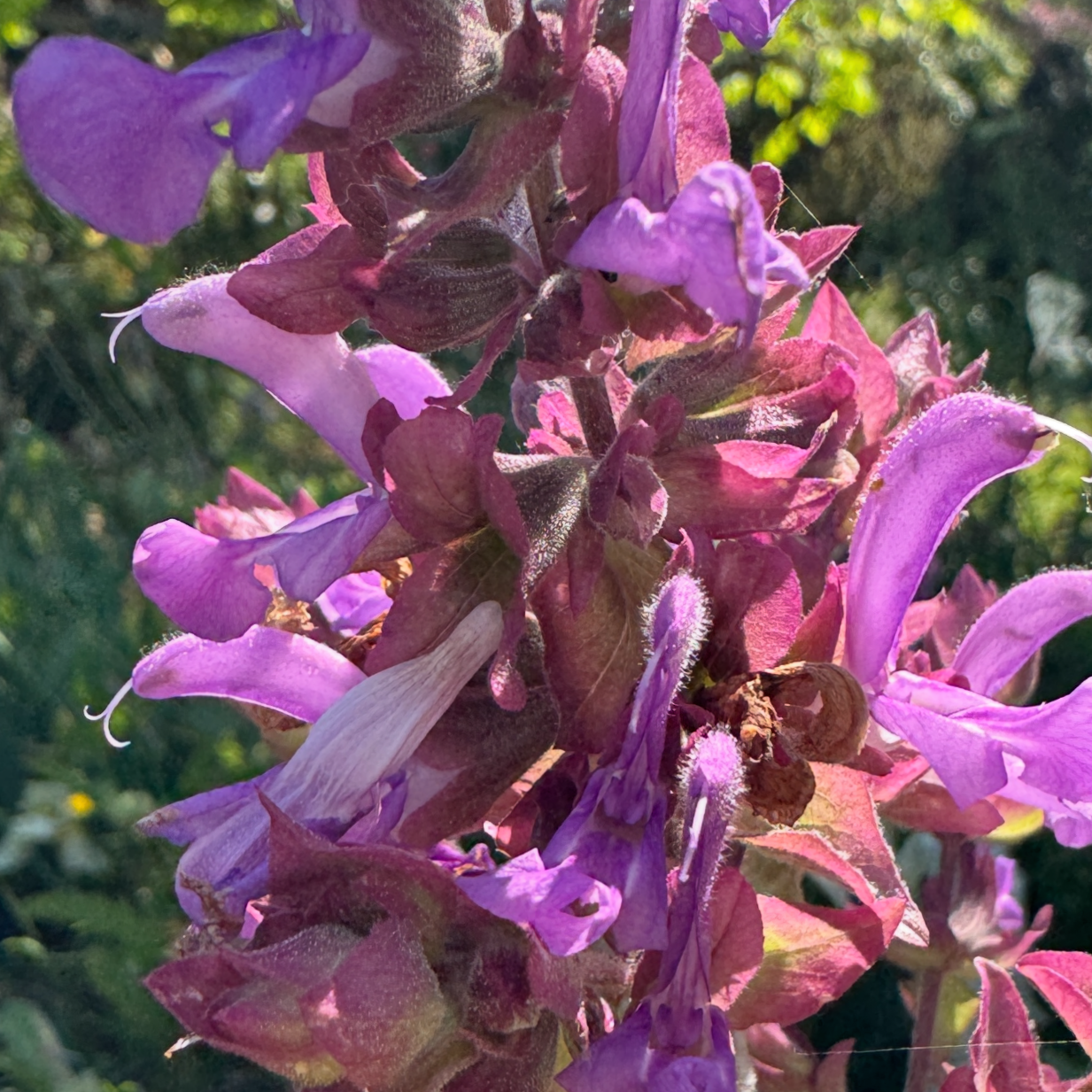 Salvia canariensis ssp. candidissima