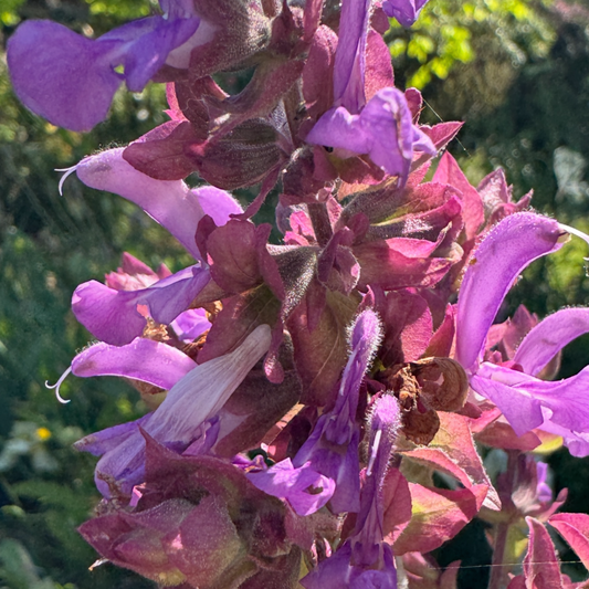 Salvia canariensis ssp. candidissima