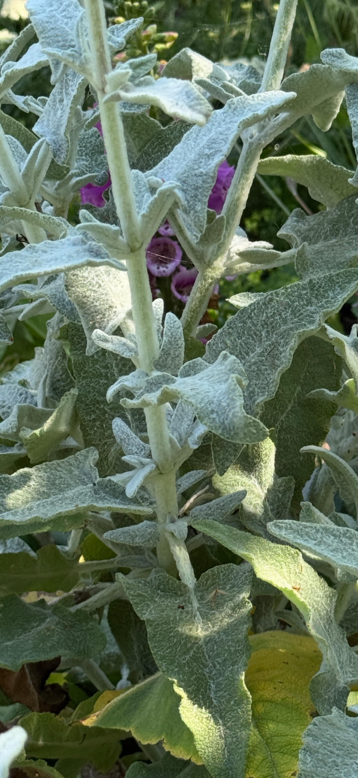 Salvia canariensis ssp. candidissima