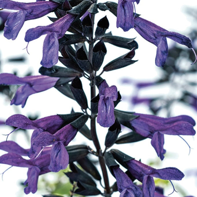 Salvia  Bodacious 'Rhythm and Blues'