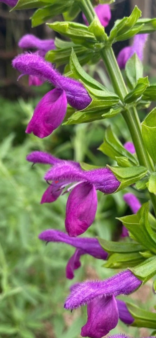 Salvia mexicana 'Wildwood'