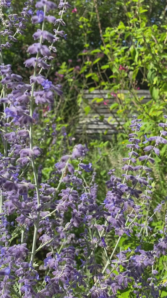 Salvia yangii syn. Perovskia atriplicifolia