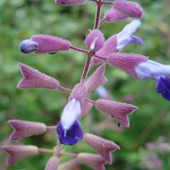 Salvia semi atrata
