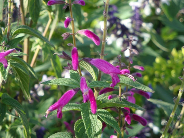 Salvia curviflora.